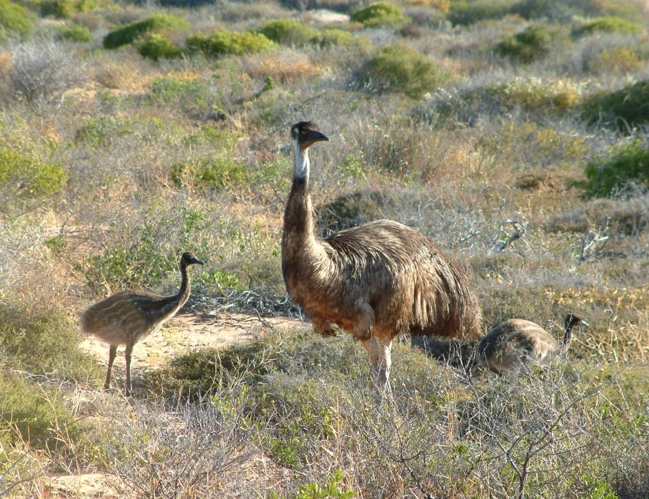 4wd camper western australia